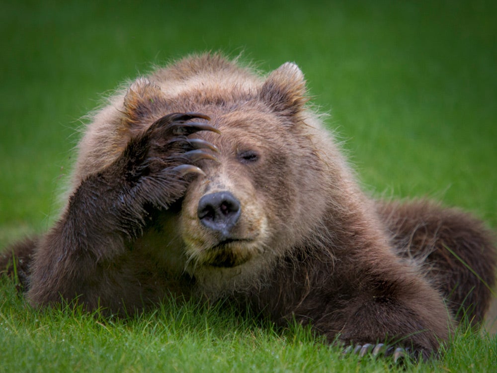 Brown bear cub with headache