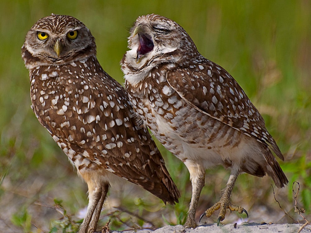 Owl Yawning
