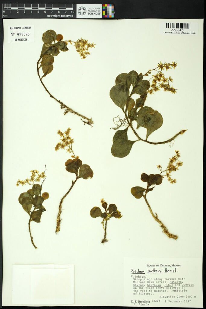 Sedum botterii plant scan