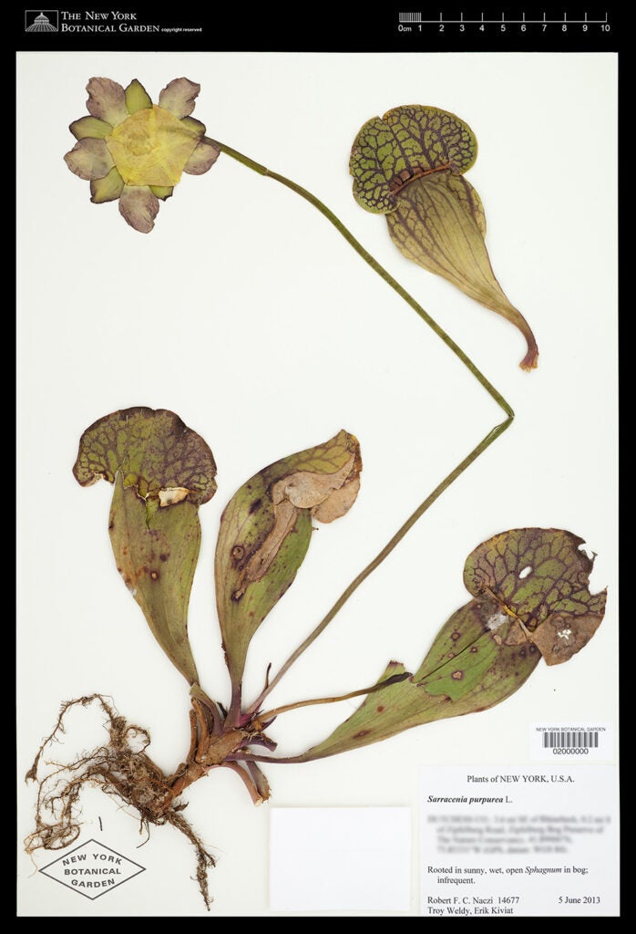 Sarracenia purpurea plant scan