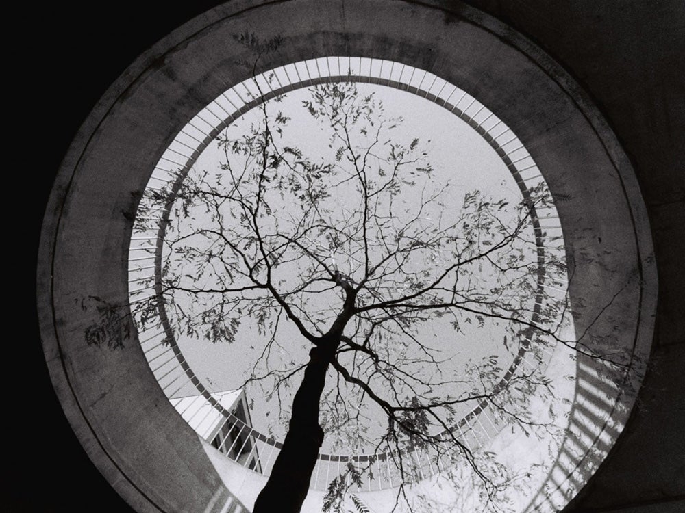 black and white photo of tree from below
