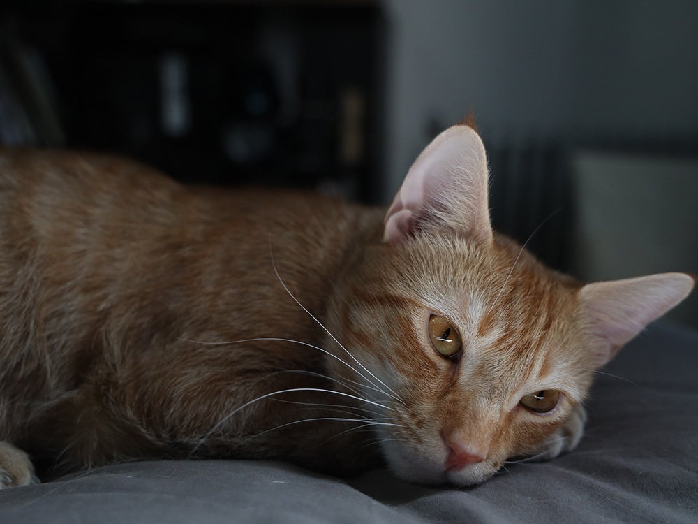 orange tabby cat