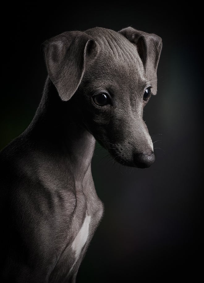 puppy portrait