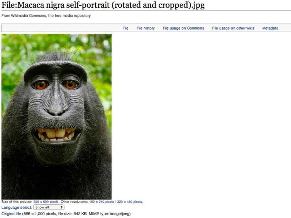 PETA monkey selfie publicity stunt
