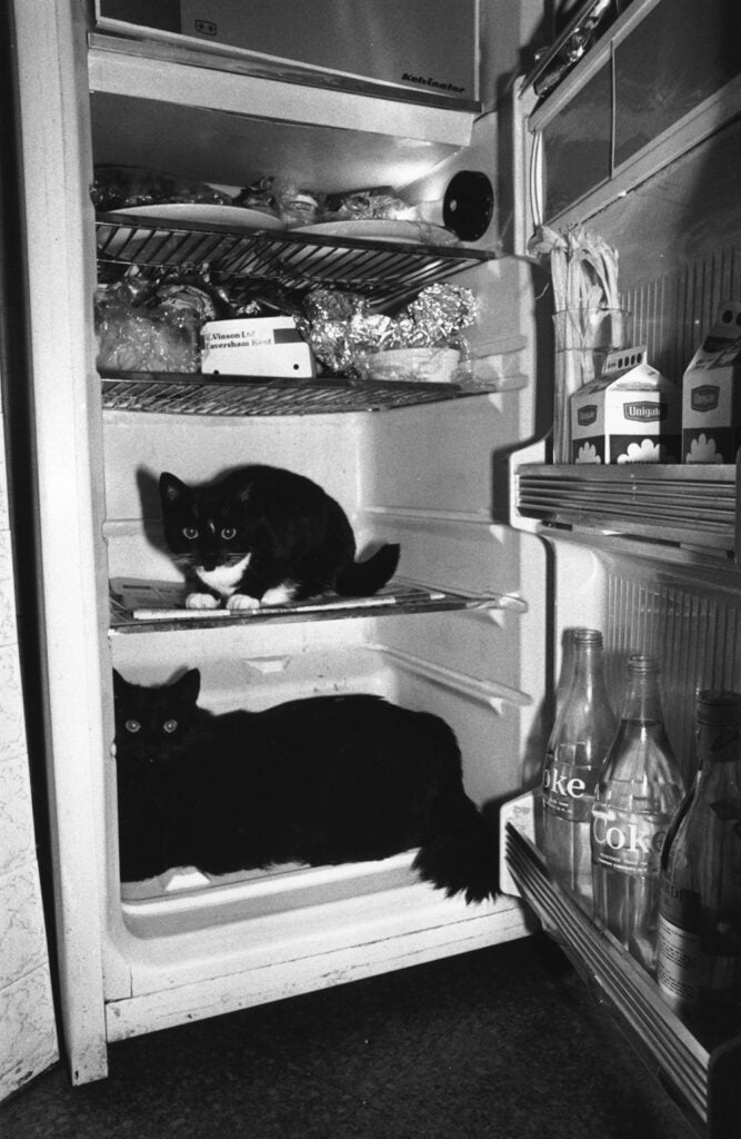 Two cats sitting in a domestic refrigerator