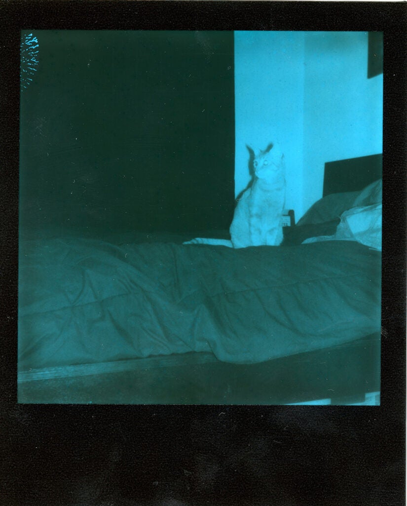 Polaroid Onestep+ sample negative cat