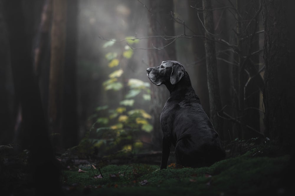 Older dog in the woods
