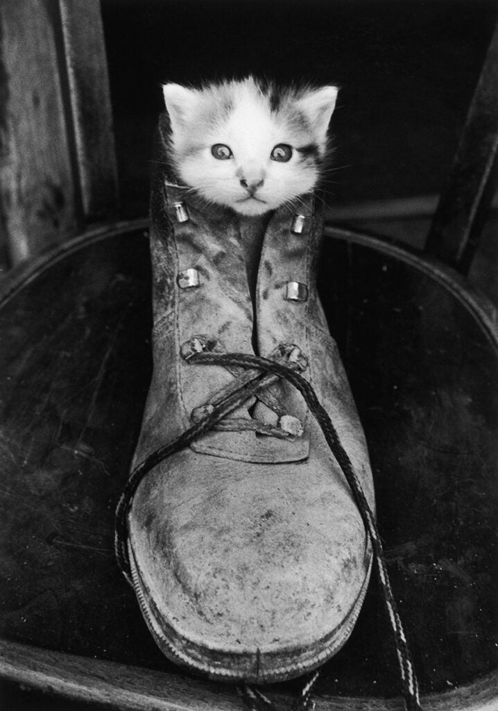 kitten in a boot