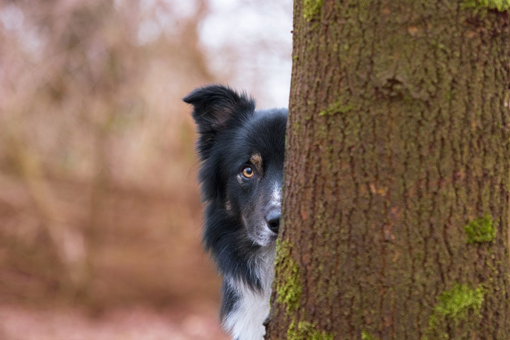 dog peeking from behind tree