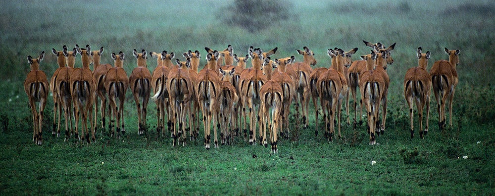 herd in Lake Nakaru Kenya