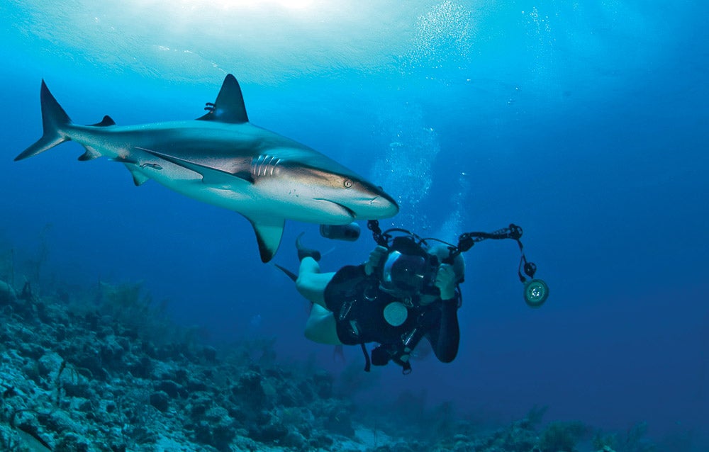 scuba diving with shark