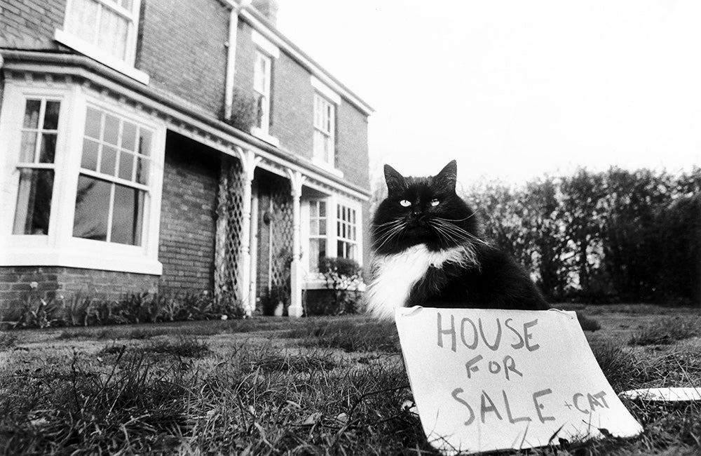 house for sale with cat