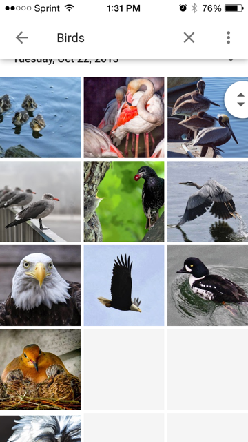 search function bird photos
