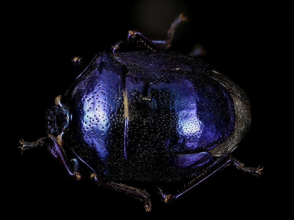 indigo beetle