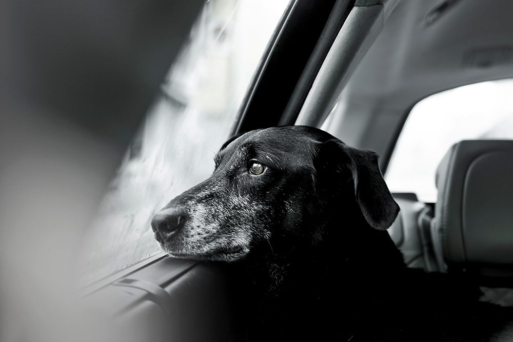 older dog looking out window