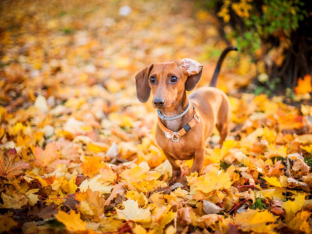 Dog in colorful leaves