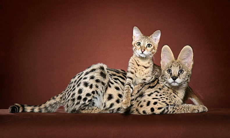 savannah-kitten-and-serval-.jpg