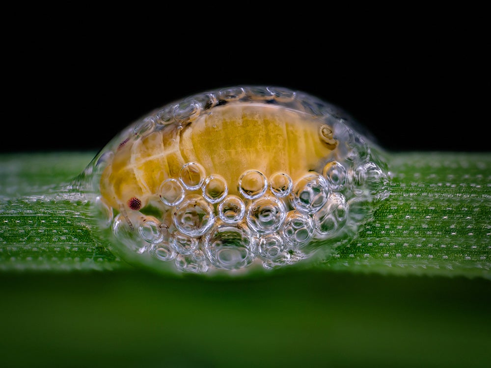 Spittlebug nymph in its bubble house