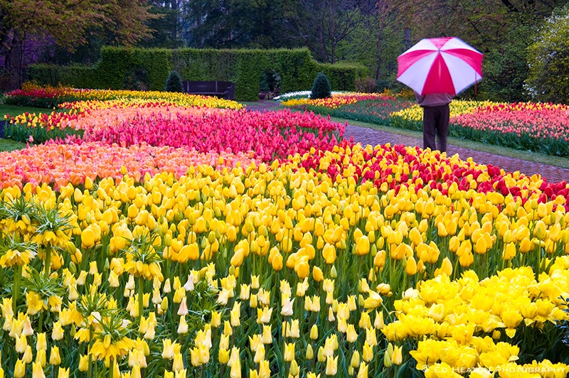 Tulip Walk at Longwood Gardens.jpg
