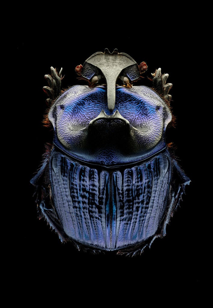 Amazonian purple warrior scarab