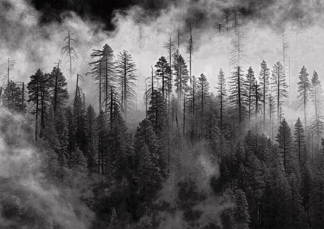 44 Powerful Black And White Landscapes, Black And White Forest Landscape