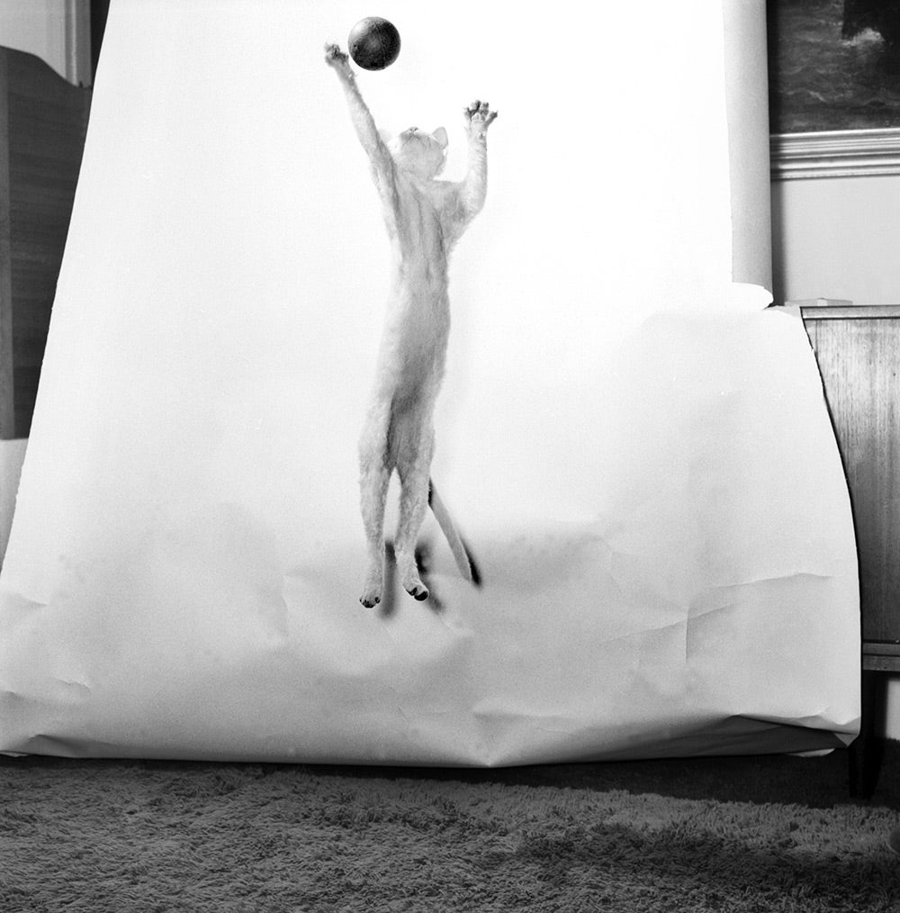 cat jumping for ball