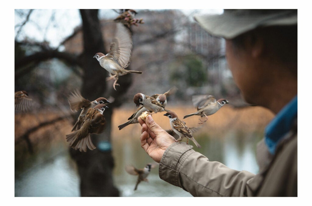man feeding several small birds