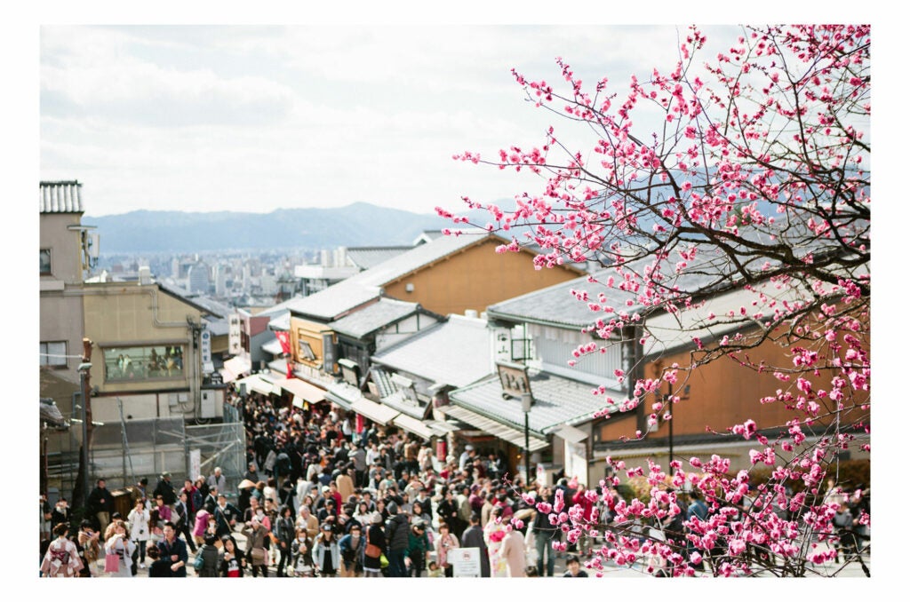 Japanese rooftops and cherry blossoms