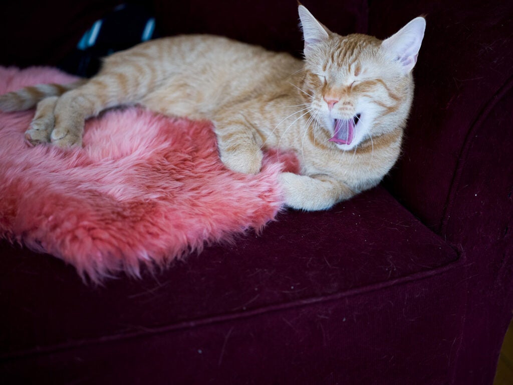 Yawning orange cat with a furry pink pillow