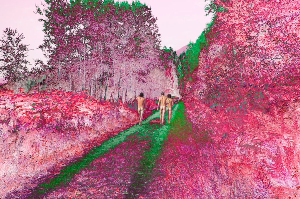 Johnson Pink Forest