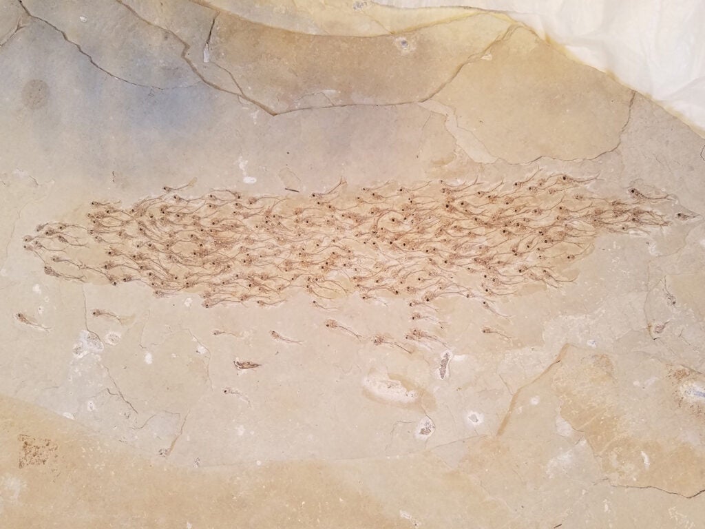 fossilized fish shoal