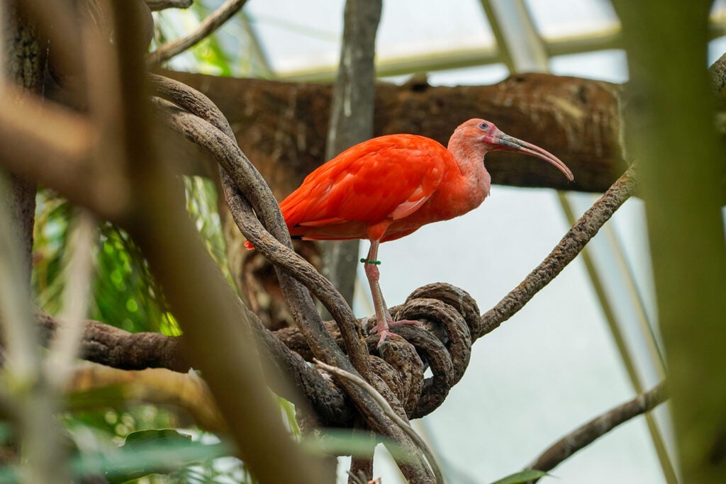 orange tropical bird