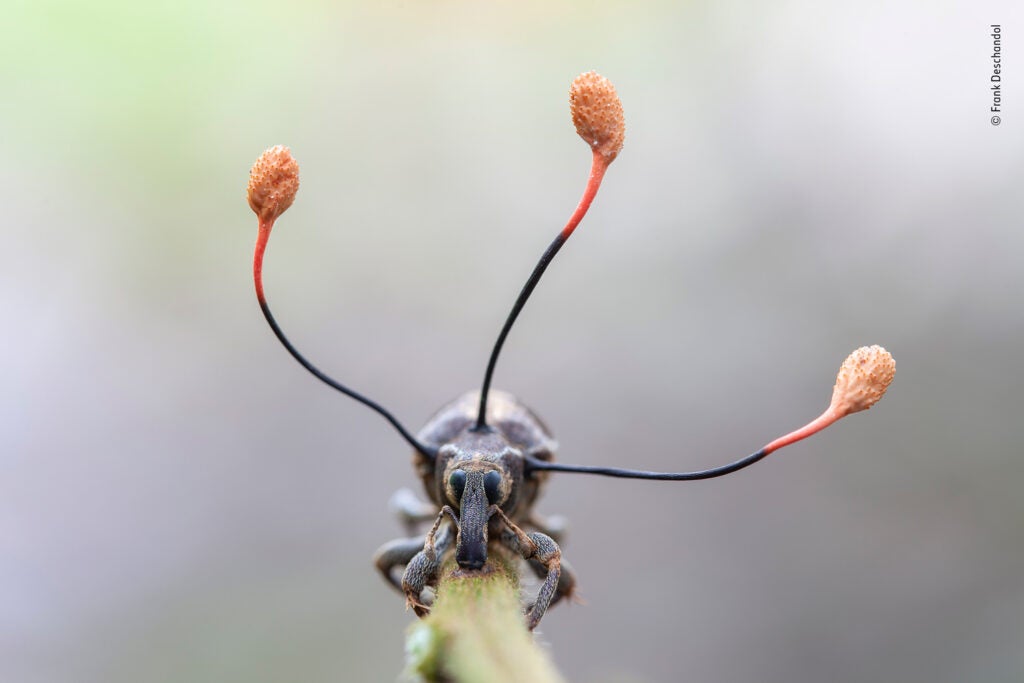 A tentacle-like fungus growing out of a dead weevil