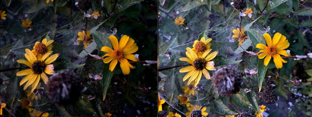 Yellow flowers without and with night mode