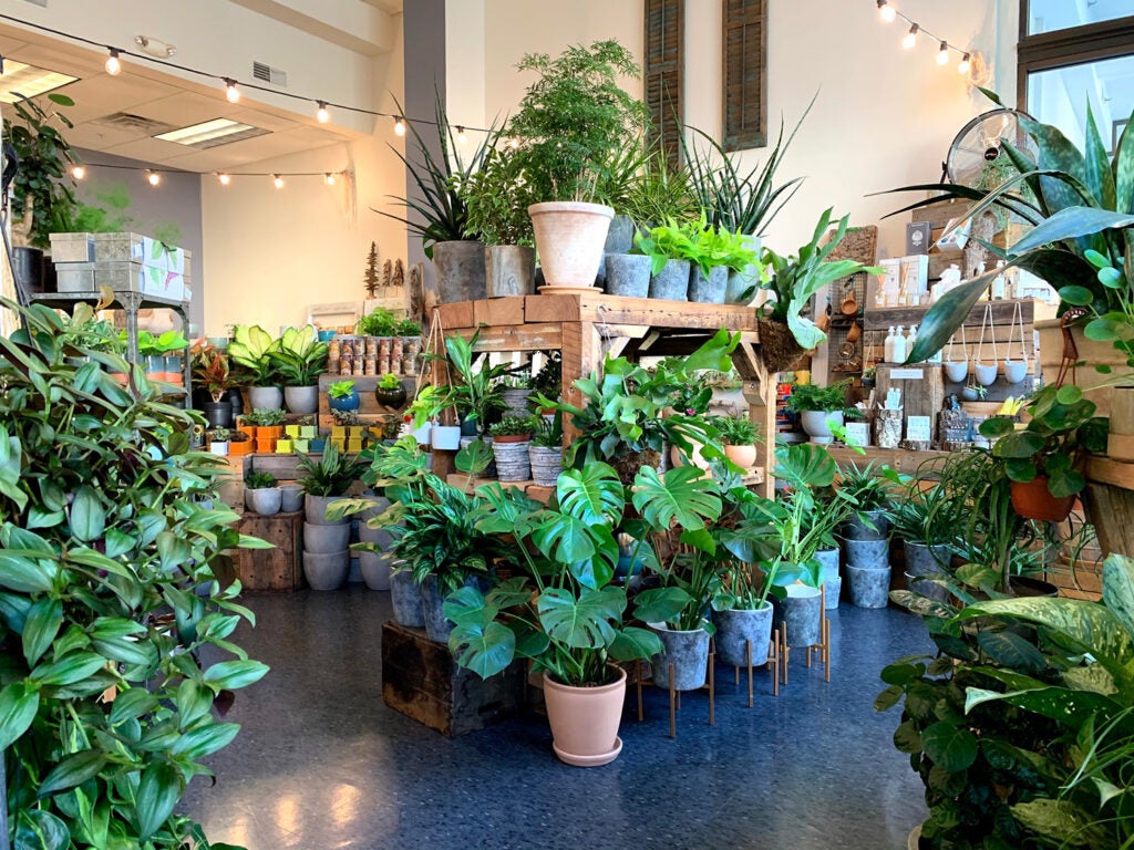 Green potted plants in a store