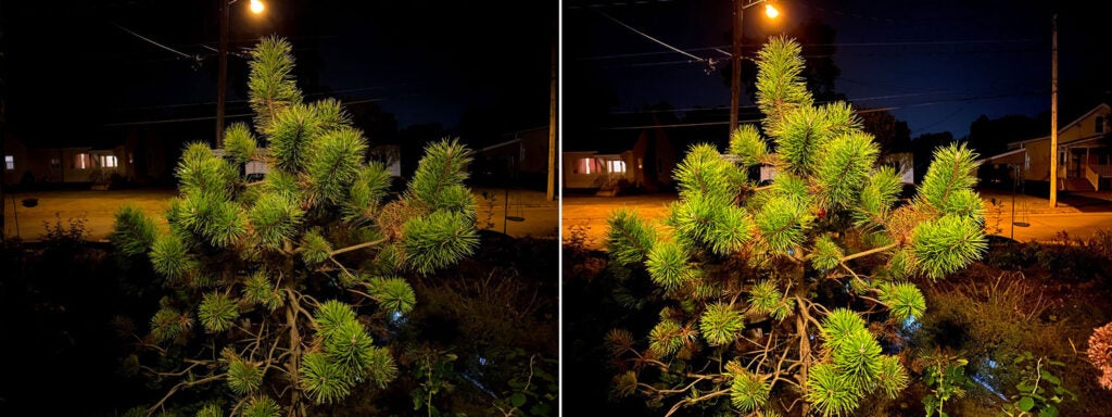 A bush without and with Night Mode
