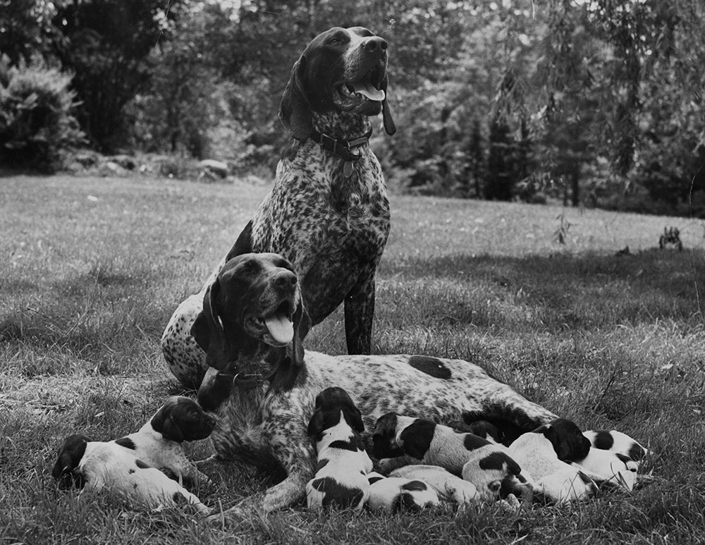 vintage photo of dogs and their puppies