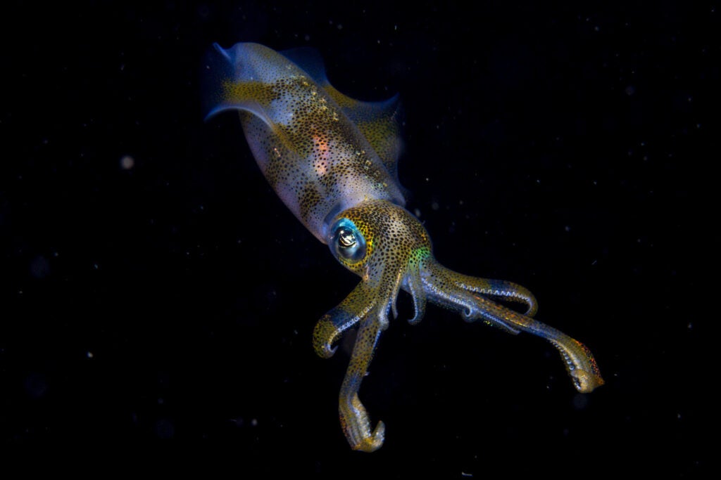 Glowing bigfin reef squid