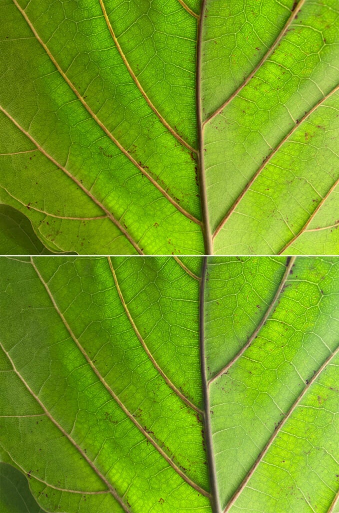 Deep Fusion Leaf Comparison