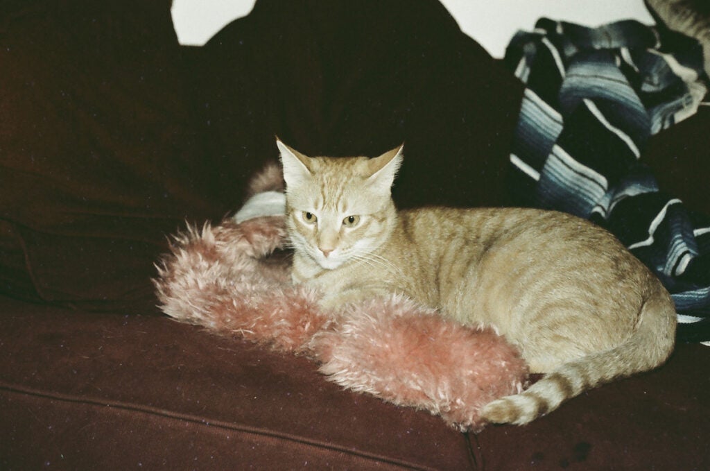 orange cat on fluffy pink blanket