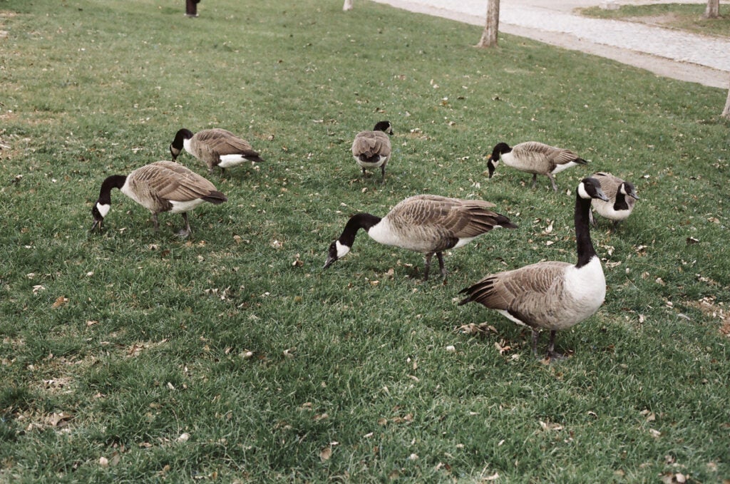 several geese on the lawn