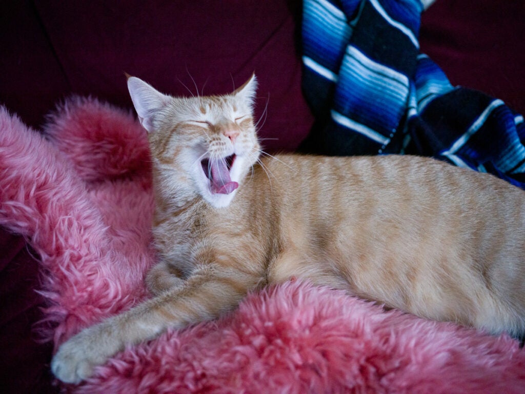 orange cat on fluffy pink pillow yawning