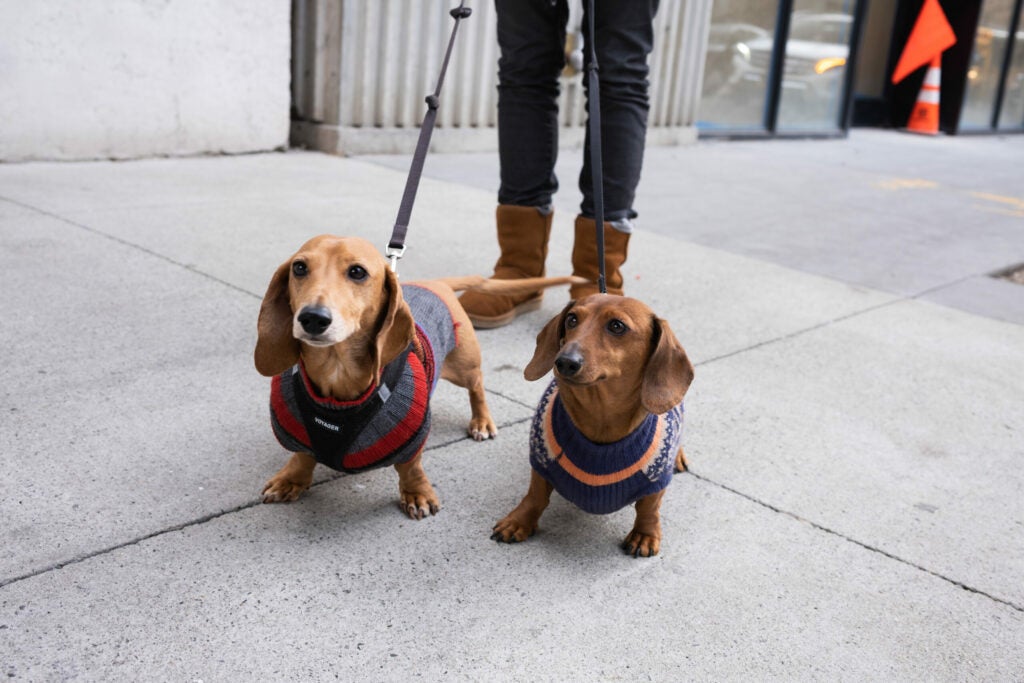 Two dachshunds in sweaters