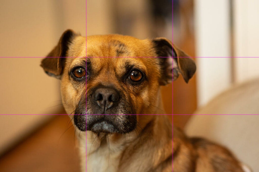 a photo of a dog overlaid with a three-by-three grid to demonstrate photography's rule of thirds
