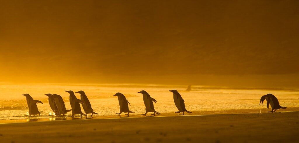 Gentoo penguins. Falkland Islands.