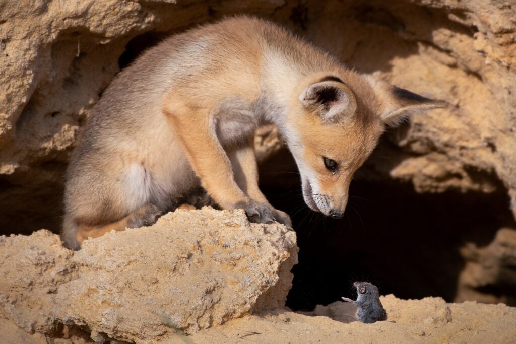 Young red fox and shrew. Israel.