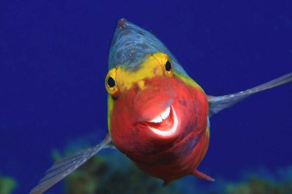 Mediterranean parrotfish. El Hierro, Canary Islands.