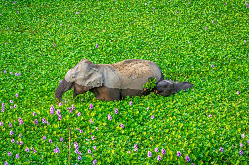 Indian elephants. Kaziranga, India.
