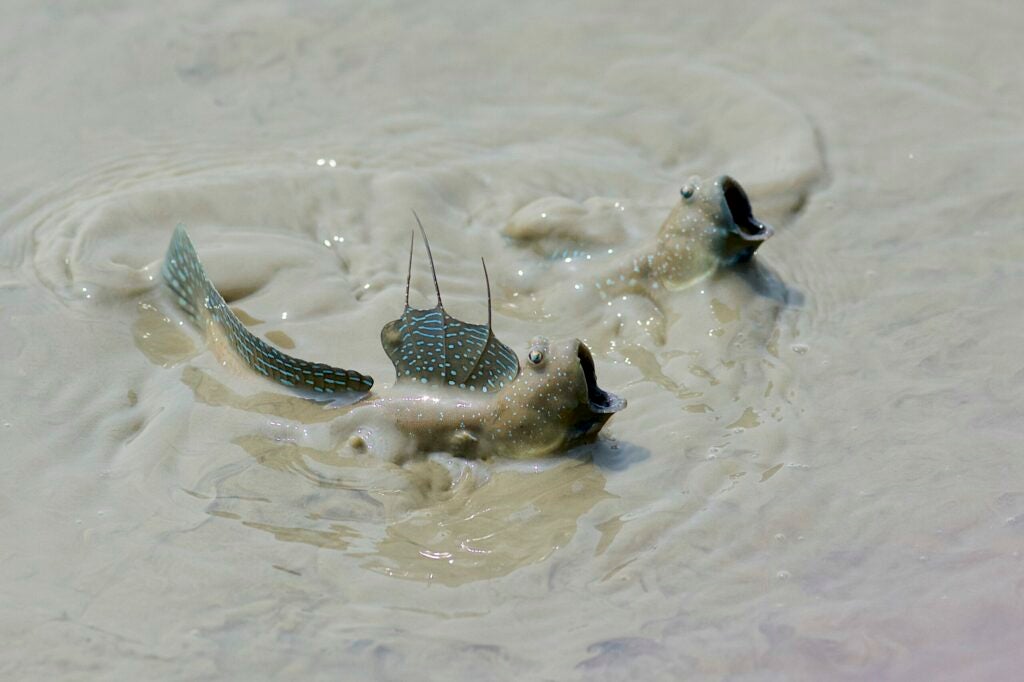 fish emerging from water