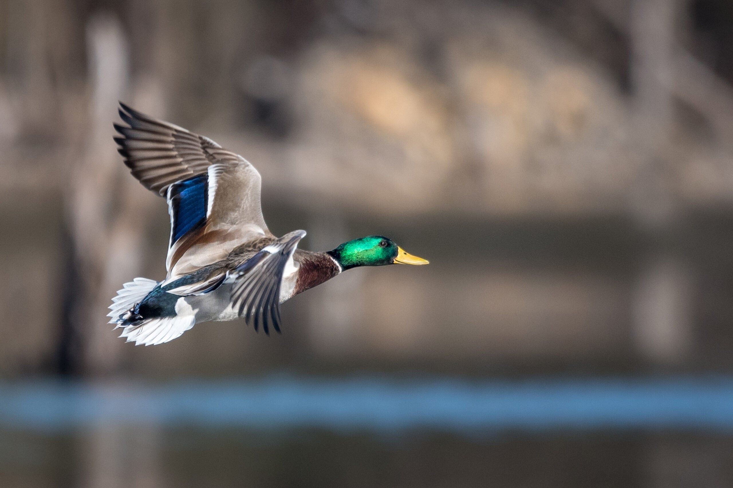 Mallard in Flight